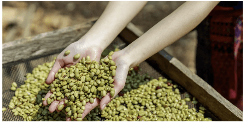 Grains de café dans les mains